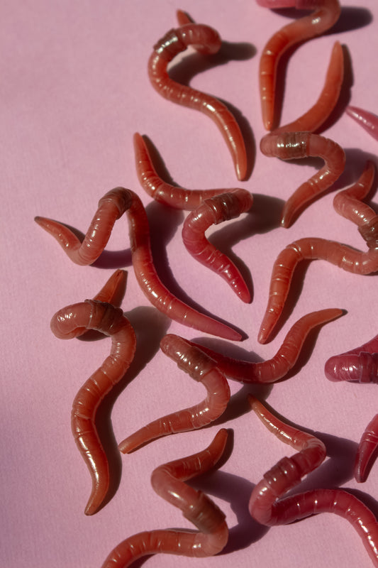 Worms